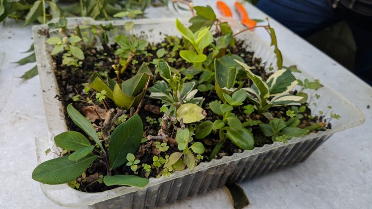 Cómo hacer una huerta en casa, paso a paso: capítulo 10