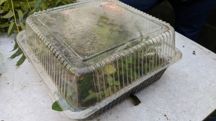 Cómo hacer una huerta en casa, paso a paso: capítulo 10