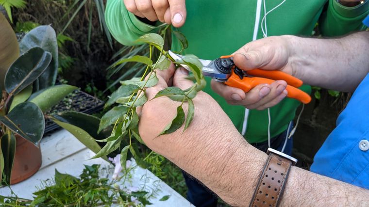 Cómo hacer una huerta en casa, paso a paso: capítulo 10