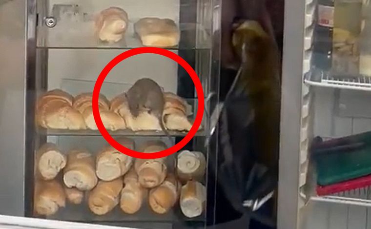 FOTO: La rata fue grabada en una panadería de Moreno al 1500 (Foto: @licrondamon)
