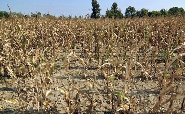 Sequía en Argentina (Foto: gentileza de noticiasagropecuarias)