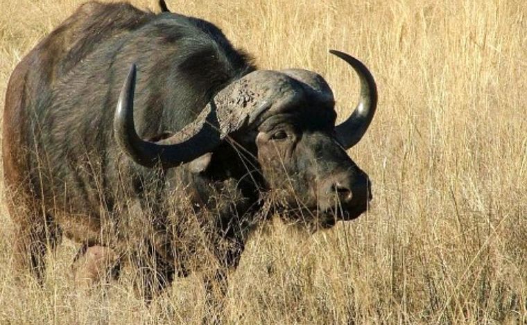 FOTO: El búfalo pesaba más de mil kilos (Foto: gentileza Wikipedia)