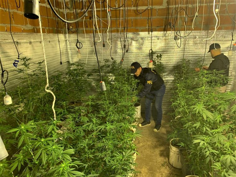 FOTO: En el indoor había 400 plantas de marihuana.