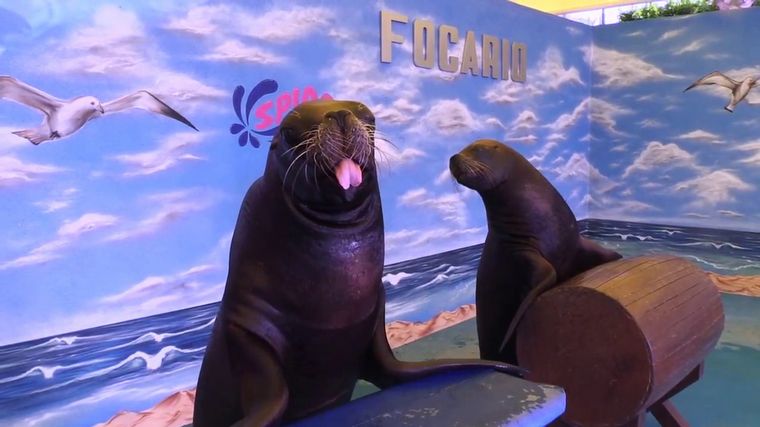 Buscan que los animales marinos no puedan utilizarse en shows.