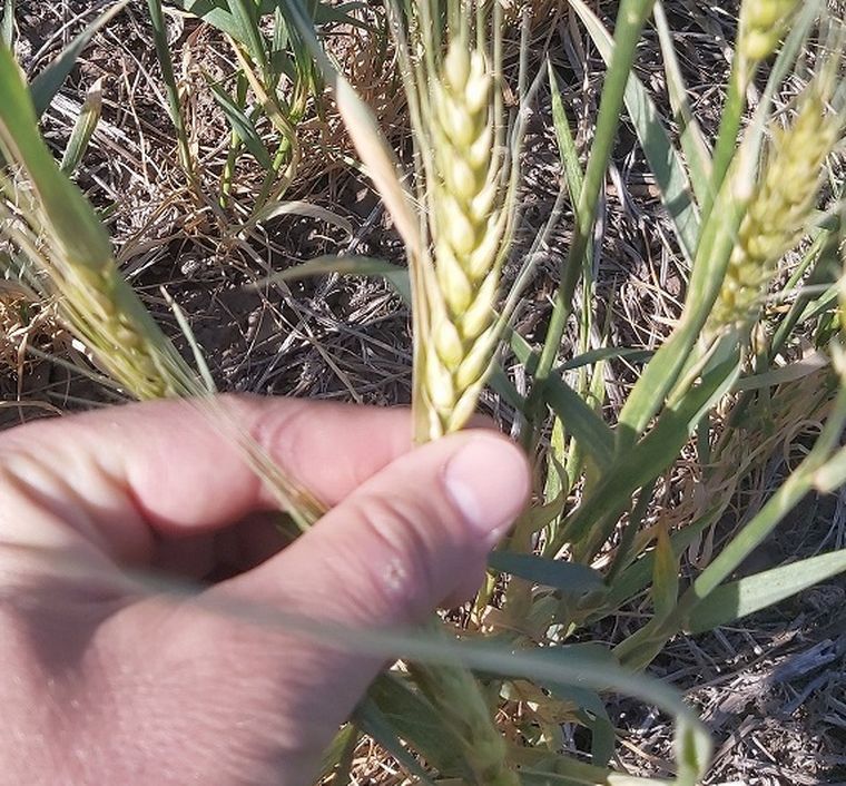 Un productor de Canals muestra su trigo tras las últimas heladas