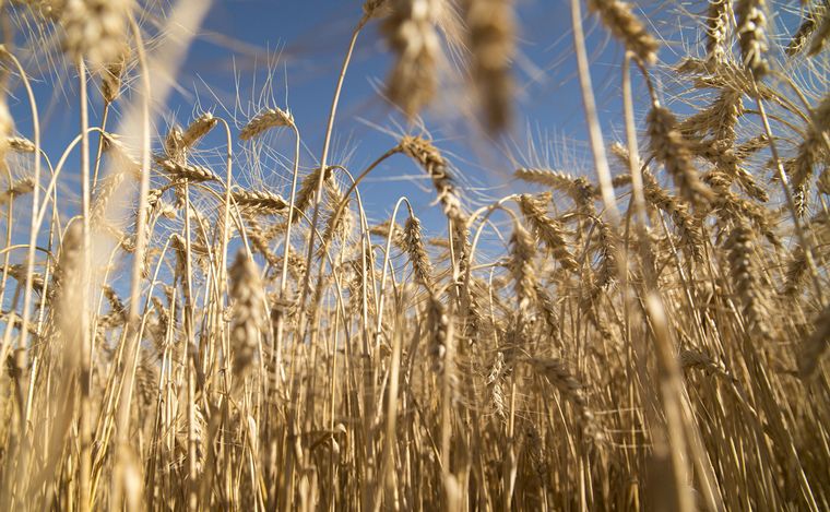 FOTO: El secretario de Agricultura aseguró que no faltará trigo pese a la sequía.