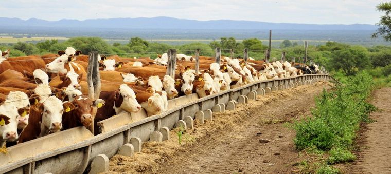 Feed lot. El grupo conoce el sector desde adentro. Ahora aprende la faceta comercial