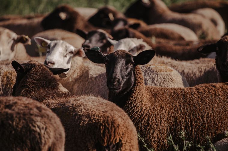 Texel y Dorper son las razas elegidas.