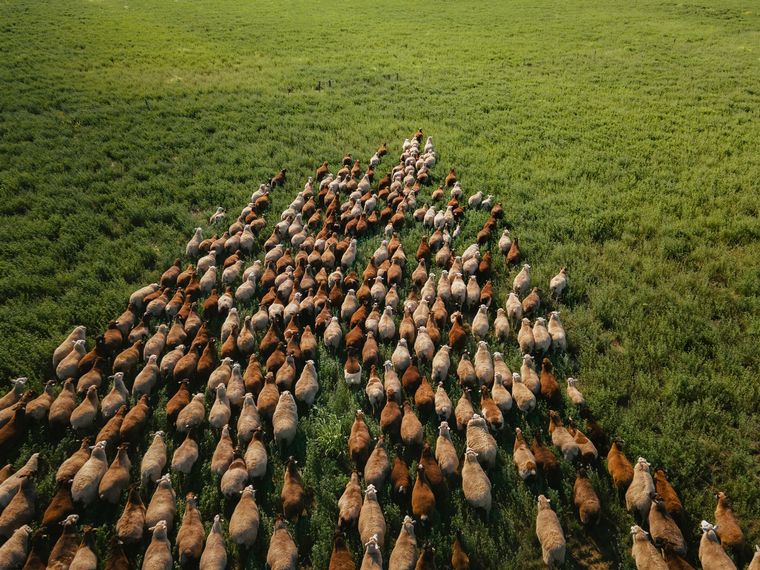 Orgánico 100%. El sistema productivo apunta al cuidado ambiental.