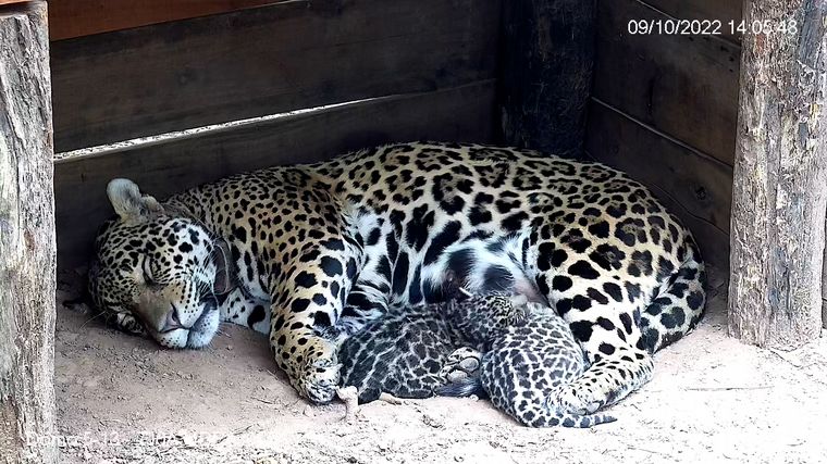 Los cachorros serán trasladados al Iberá junto a su mamá
