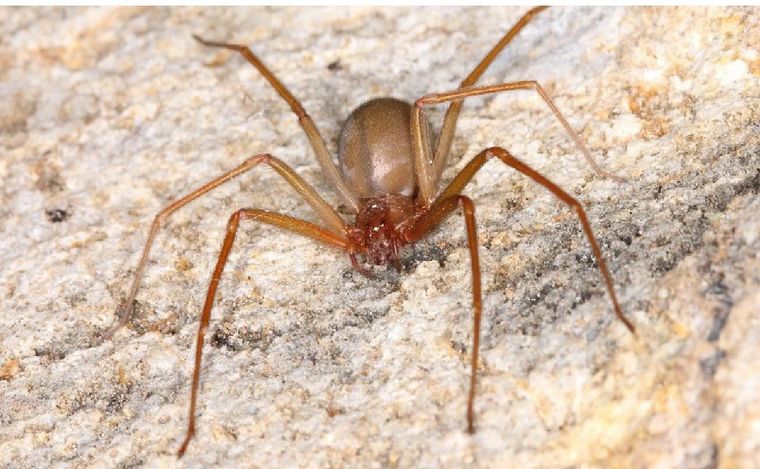 Una bebé murió tras ser picada por una “araña de rincón”. (Foto: Shutterstock)