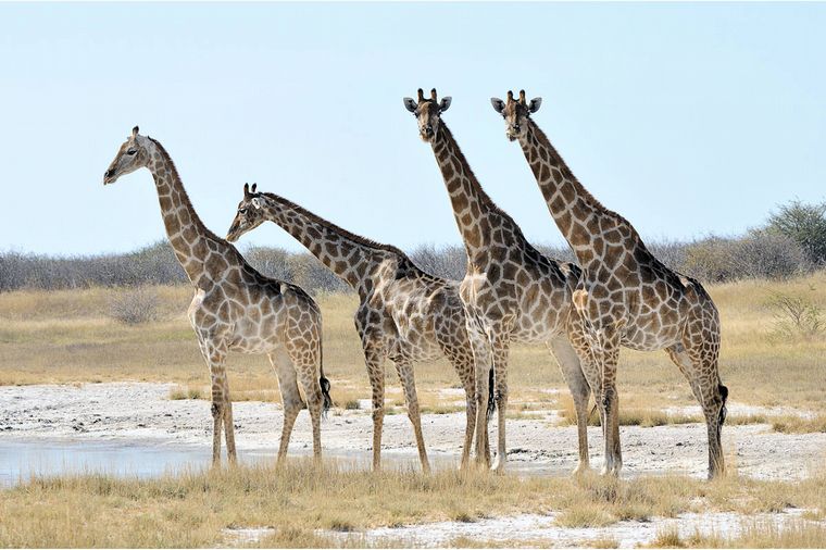 Beba de 16 meses murió aplastada por una jirafa (Foto ilustrativa/Atlas animal)