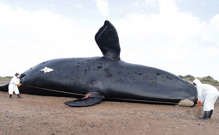 FOTO: Descubren lo que mató a más de 30 ballenas en Península Valdés (Foto: @NoticiasPmy).