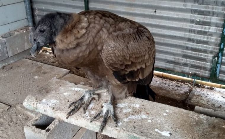 Un cóndor recuperado tras los incendios será liberado en Córdoba.