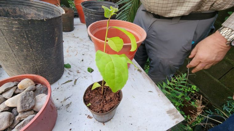 Cómo hacer una huerta en casa, paso a paso: capítulo 11