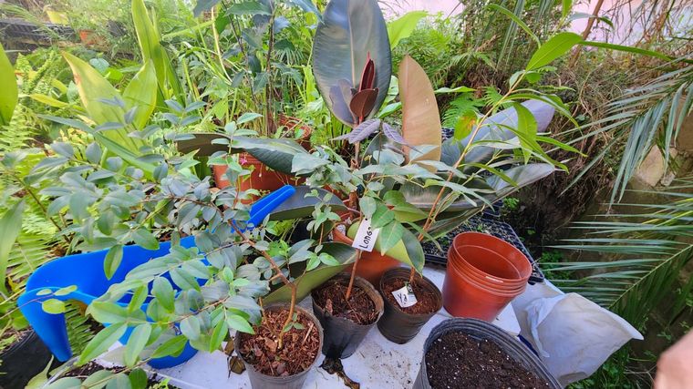 Cómo hacer una huerta en casa, paso a paso: capítulo 11