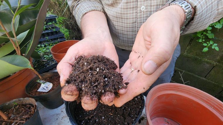 Cómo hacer una huerta en casa, paso a paso: capítulo 11