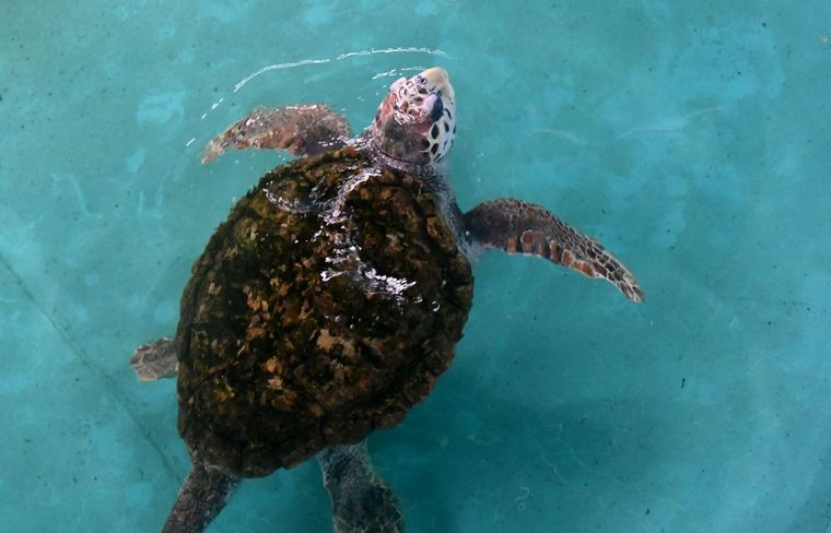 Trasladaron al tortugo Jorge a un acuario en Mar del Plata (Foto: Telam)