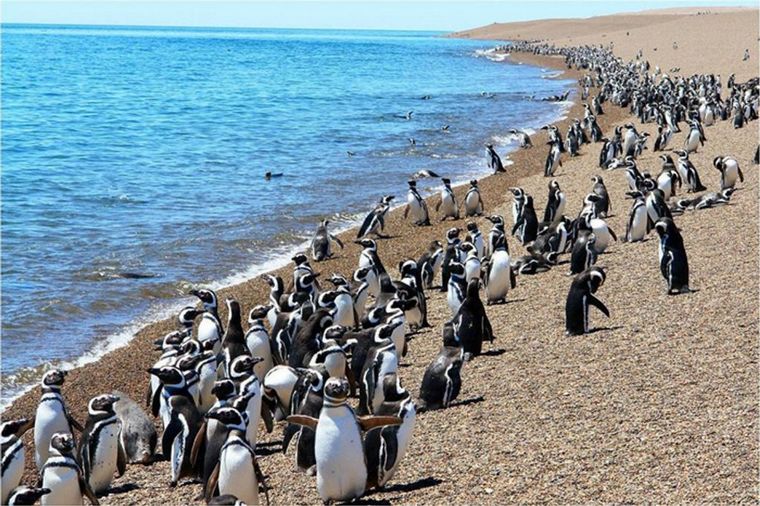 FOTO: Pingüinos en Punta Tombo.