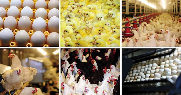 Economía regional. 9 Aldeas con más de 800 familias rodean a Crespo.