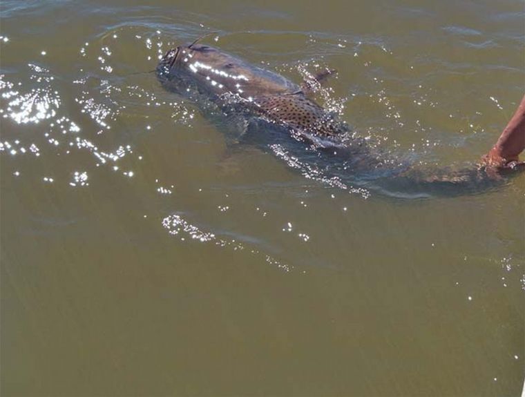 Quedó prohibida la pesca de surubí hasta 2023 en toda Santa Fe. 