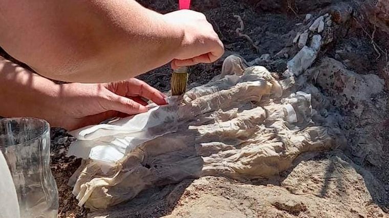 Los restos fósiles datan de 65 millones de años.