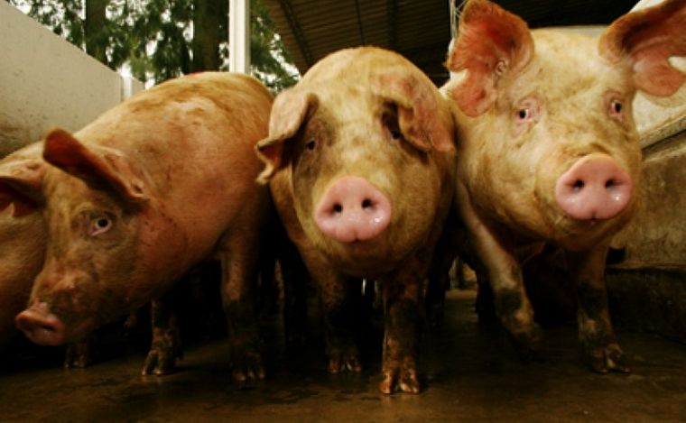 FOTO: Rescatan a 13 personas víctimas de explotación laboral en un criadero de cerdos.