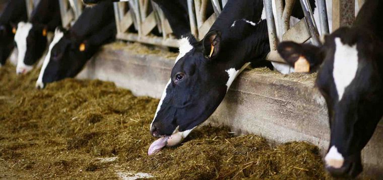 Los tambos necesitan reservas y los agricultores, salvar sus costos