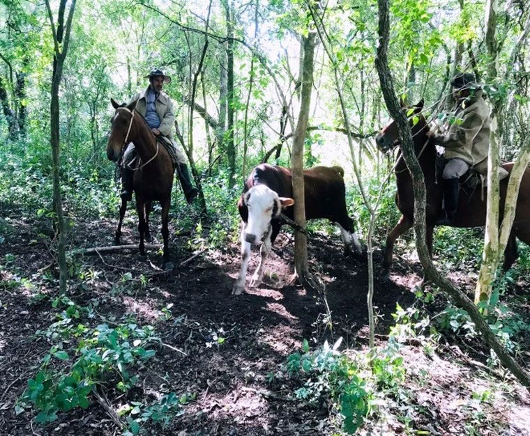 Tierra de nadie. El abigeato y el contrabando de hacienda son moneda corriente. 