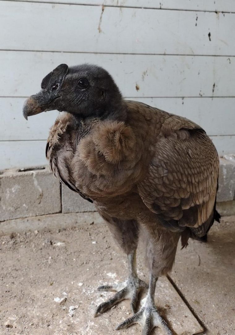 El condor liberado en La Quebrada del Condorito