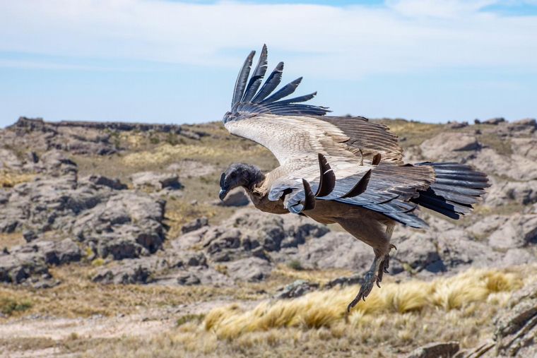 El condor liberado en La Quebrada del Condorito