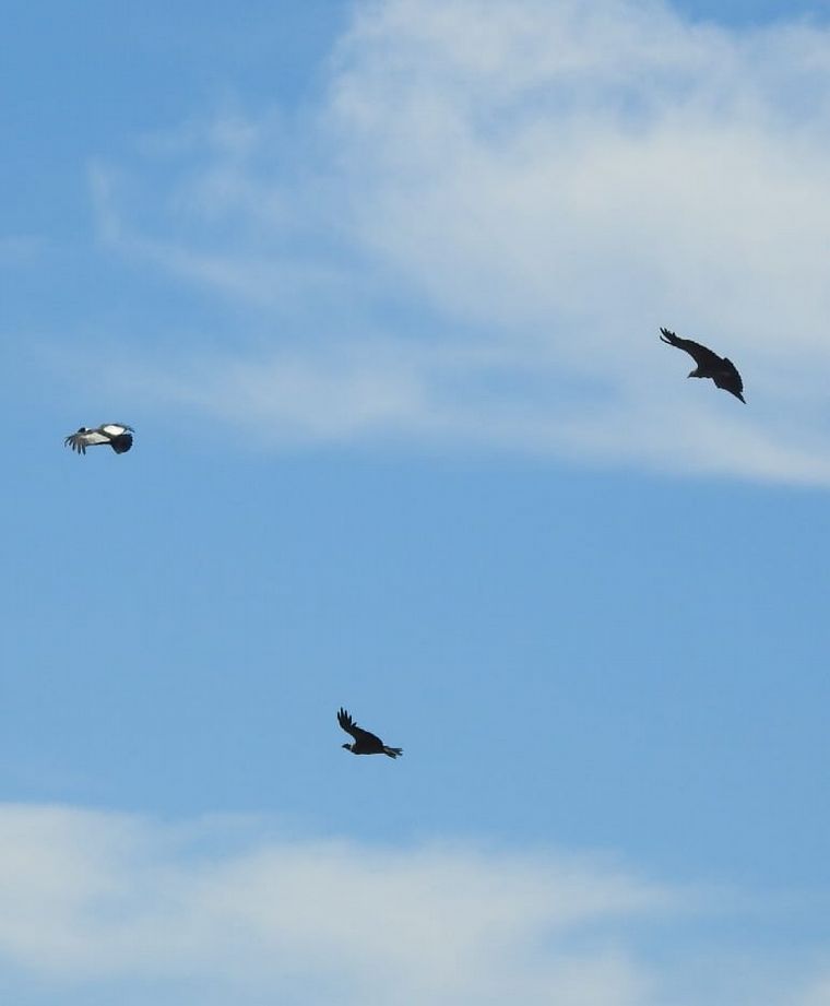 El condor liberado en La Quebrada del Condorito