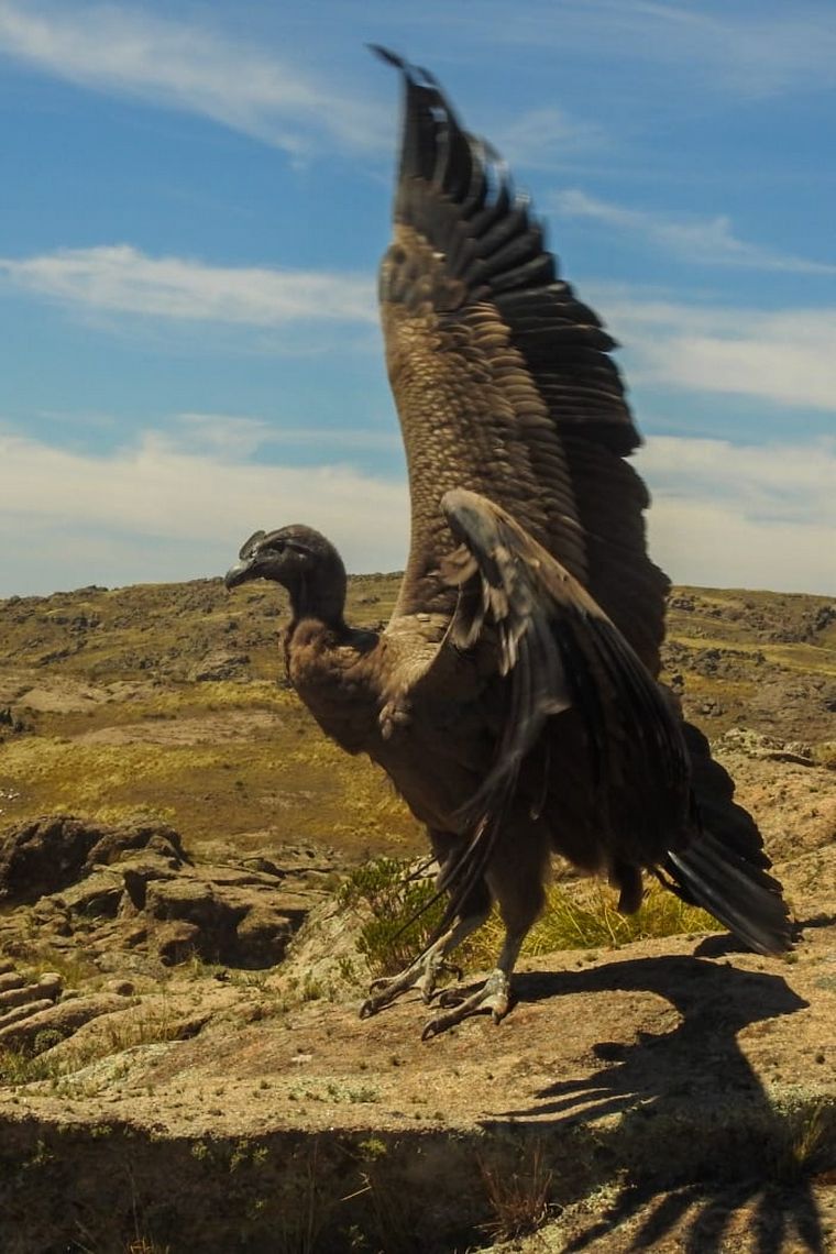 FOTO: El condor liberado en La Quebrada del Condorito