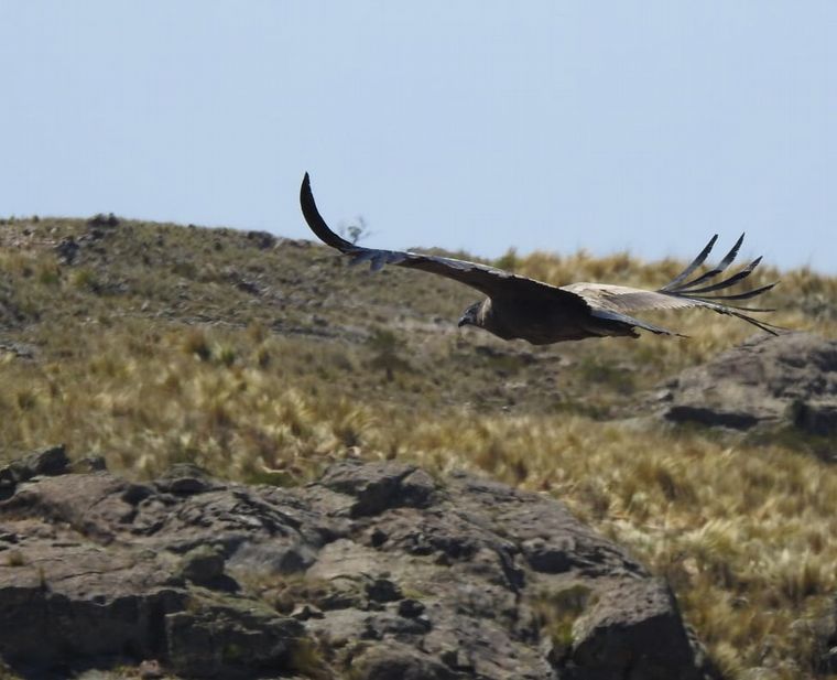 FOTO: El condor liberado en La Quebrada del Condorito