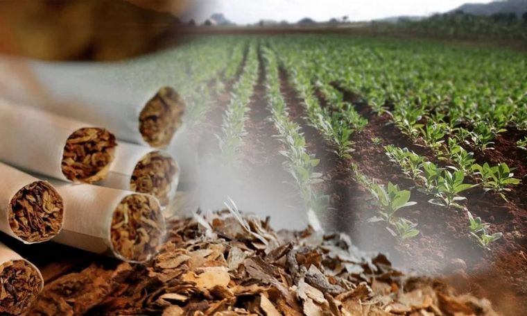 FOTO: AFIP investigará a tabacalares (Foto: Noticias Argentinas)