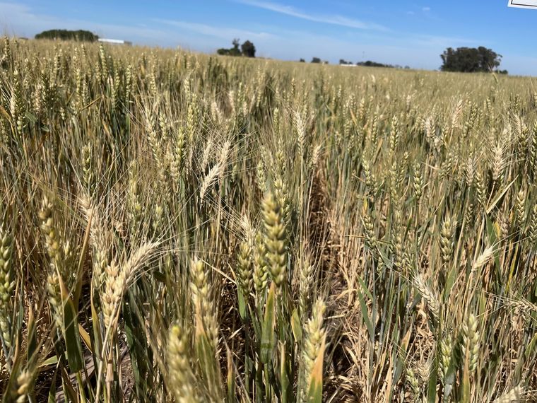 Trigos de la zona núcleo, en Chacabuco, corazón de la sequía