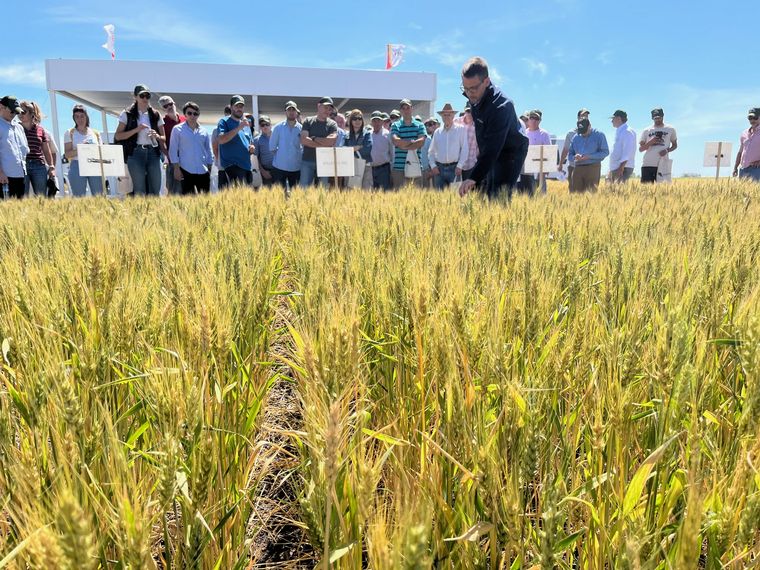 FOTO: Don Mario convocó masivamente a productores para analizar la campaña de trigo
