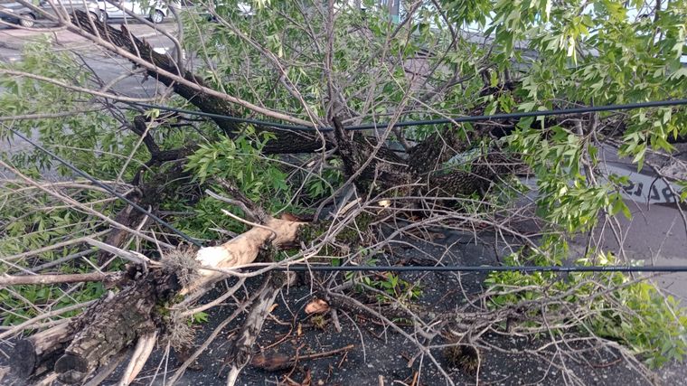 Cayó un árbol en Rafael Núñez tras las fuertes tormentas de la madrugada