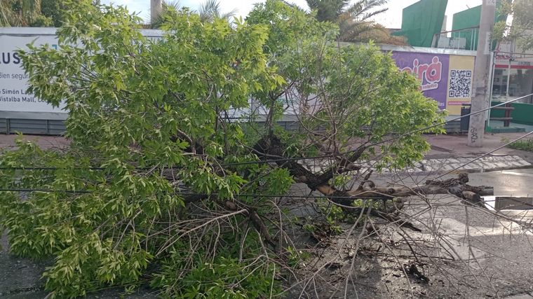 FOTO: Cayó un árbol en Rafael Núñez tras las fuertes tormentas de la madrugada