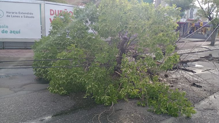 Cayó un árbol en Rafael Núñez tras las fuertes tormentas de la madrugada