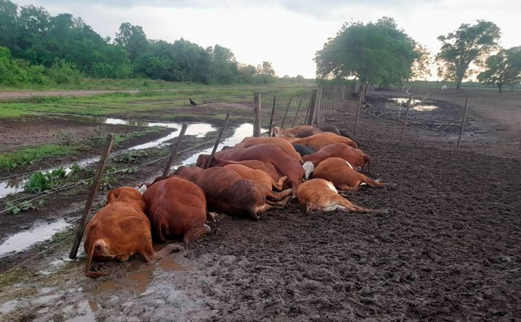Un rayo mató a 65 terneros en un corral.