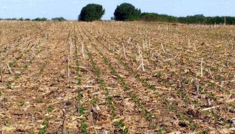 FOTO: La siembra, un antes y un después en la agricultura argentina