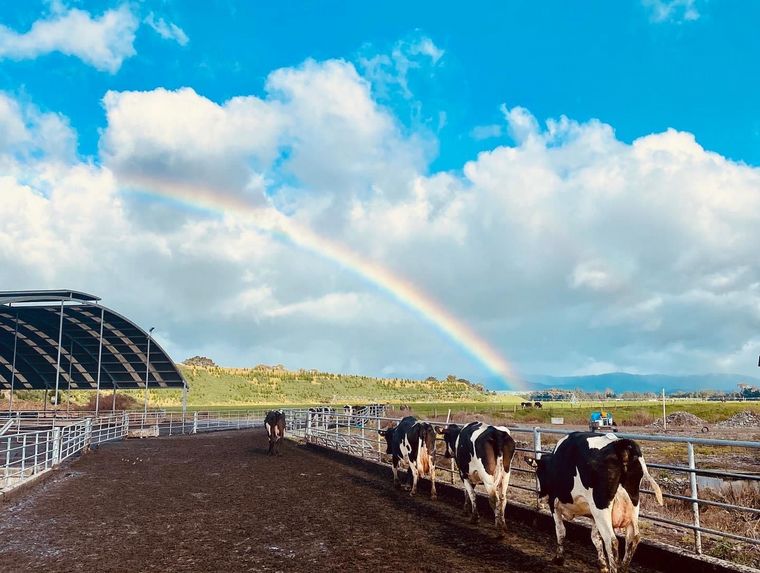 Dos jóvenes profesionales argentinos trabajan en granjas lecheras de Tasmania
