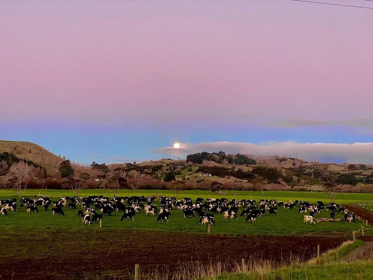 FOTO: Dos jóvenes profesionales argentinos trabajan en granjas lecheras de Tasmania