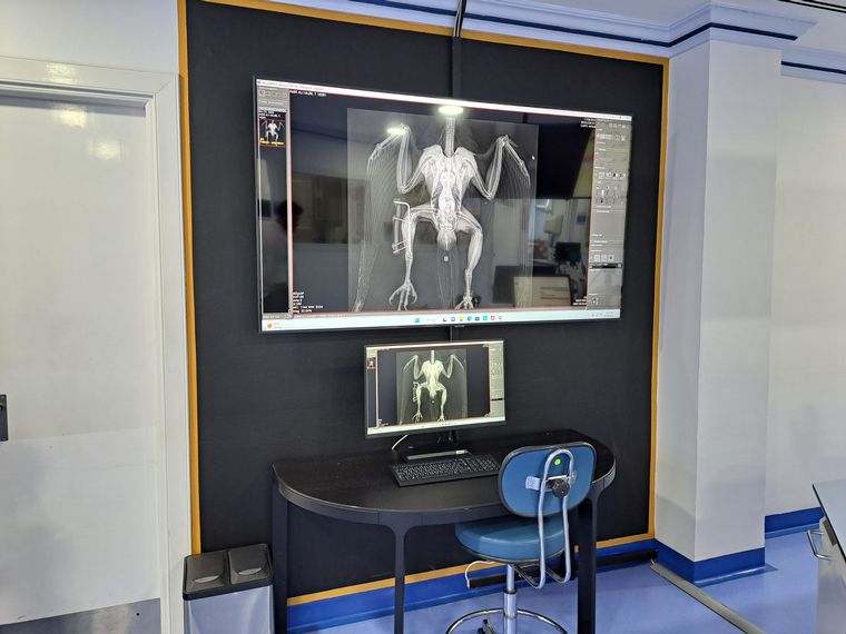 Un hospital de alta complejidad para halcones