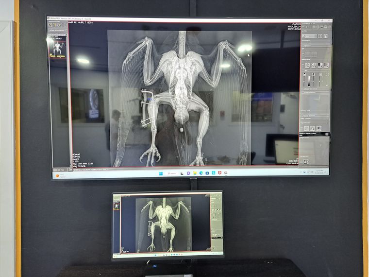 Un hospital de alta complejidad para halcones