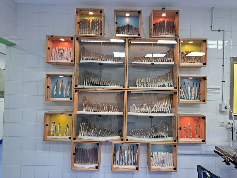 Un hospital de alta complejidad para halcones