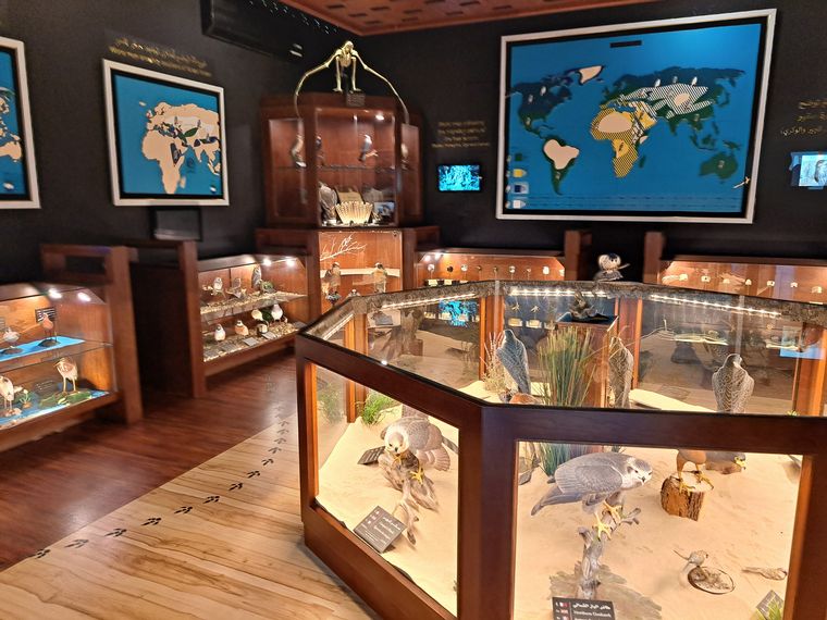 Un hospital de alta complejidad para halcones