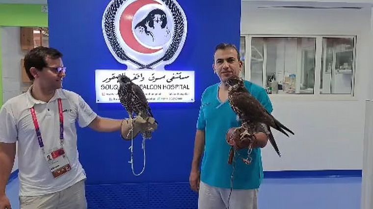 Un hospital de alta complejidad para halcones