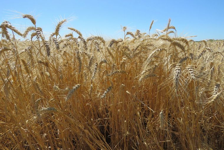 Poco y nada. Las perspectivas de siembra se siguen manteniendo bajas.